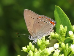 Satyrium titus