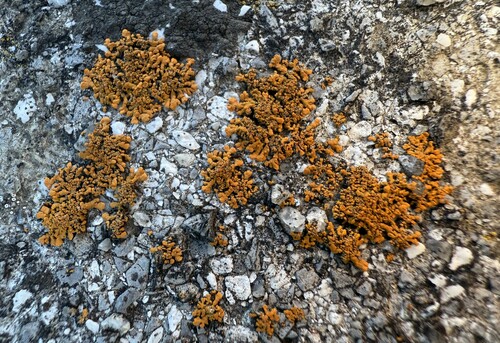 Zierliche Gelbflechte