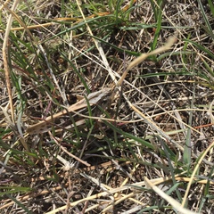 Pardalophora apiculata