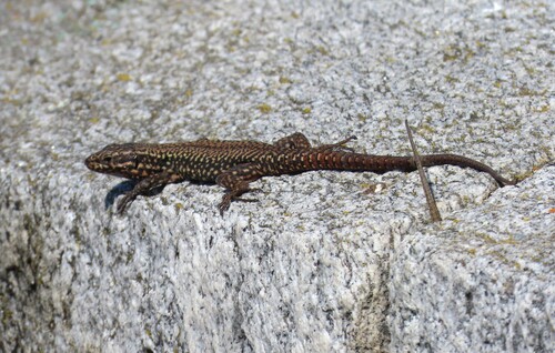 Mauereidechse