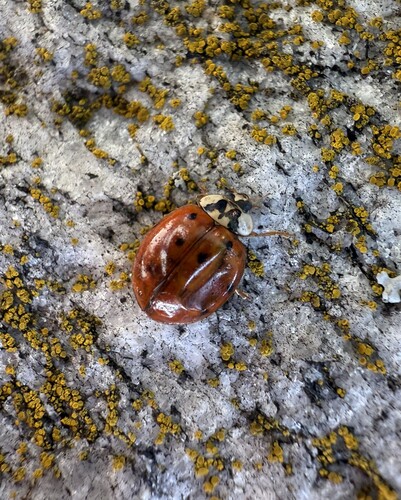 Asiatischer Marienkäfer