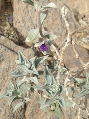 Salvia funerea