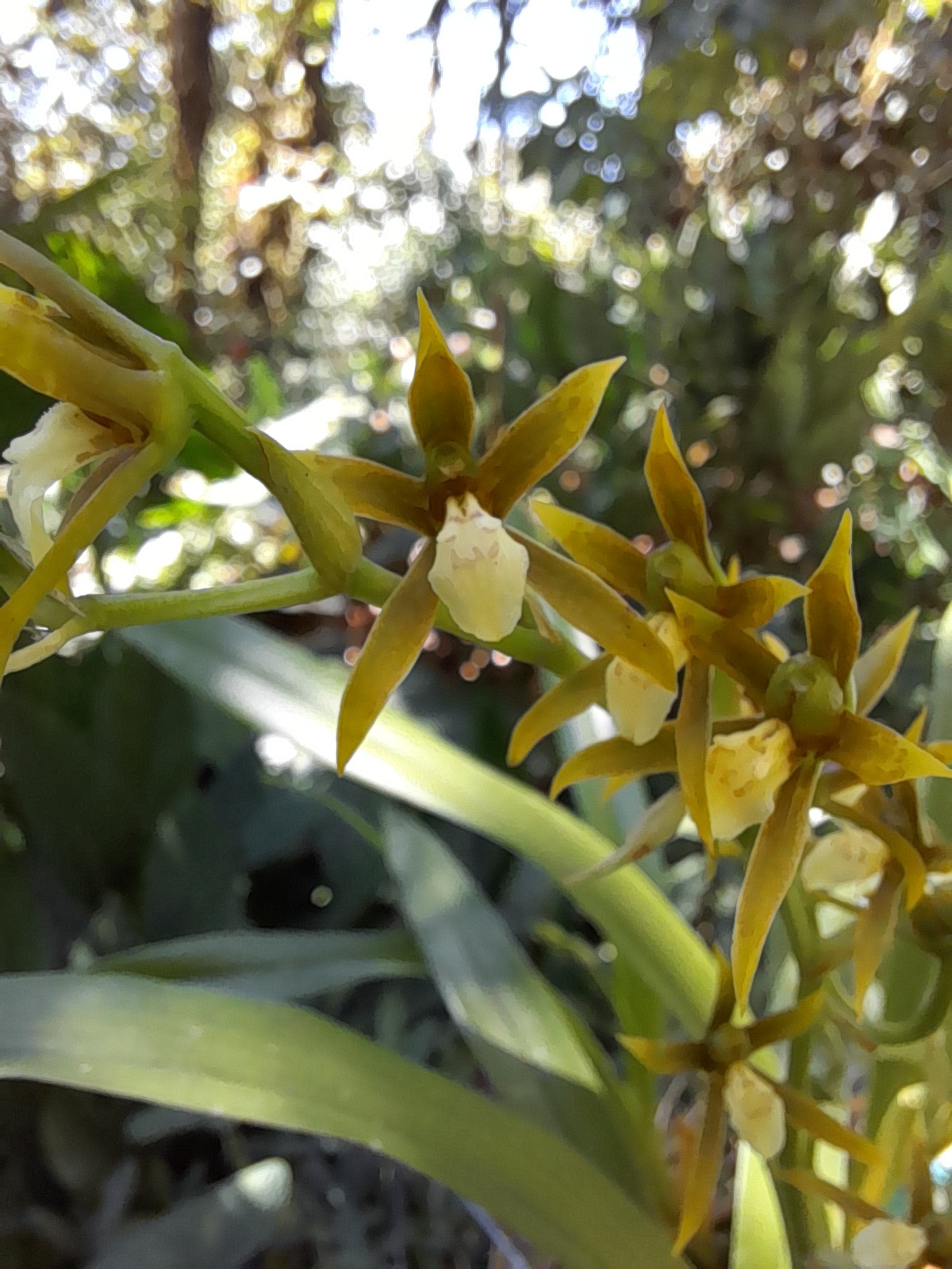 Ada elegantula (Rchb.f.) N.H.Williams & M.W.Chase 4