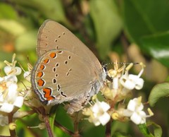 Satyrium titus