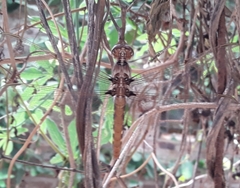 Orthemis nodiplaga