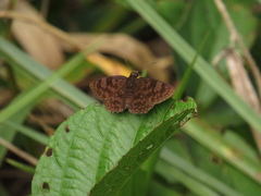 Pellicia