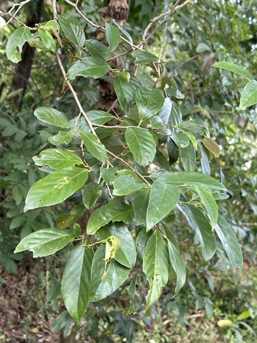 Bridelia balansae (Bridelia balansae)