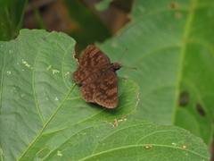 Pellicia