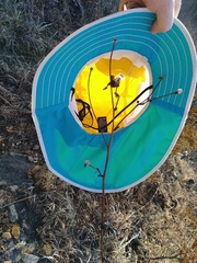 Silphium terebinthinaceum