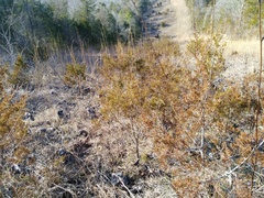 Silphium terebinthinaceum