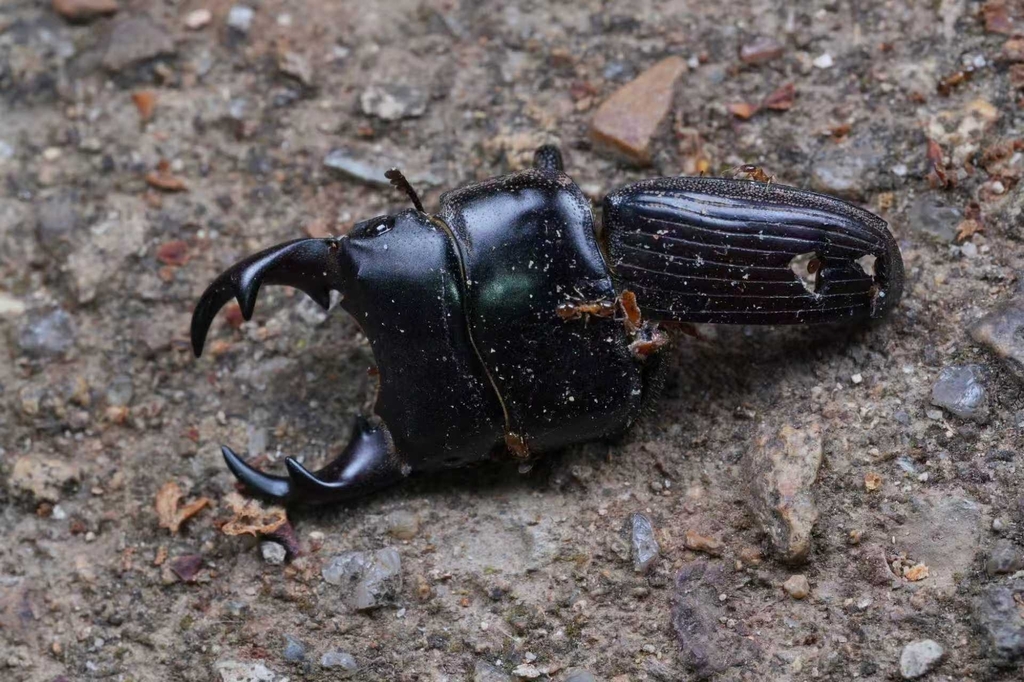 Aegus in May 2025 by shiguangshi · iNaturalist