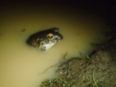 Leptodactylus vastus