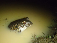 Leptodactylus vastus