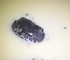 Leptodactylus vastus