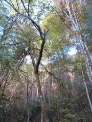 Phyllocladus trichomanoides