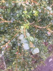 Buxus sempervirens