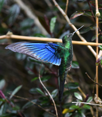 Pterophanes cyanopterus
