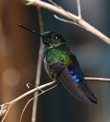 Coeligena helianthea