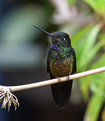 Coeligena helianthea