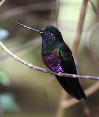 Coeligena helianthea