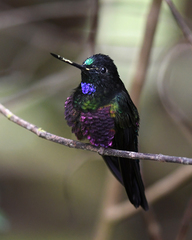 Coeligena helianthea