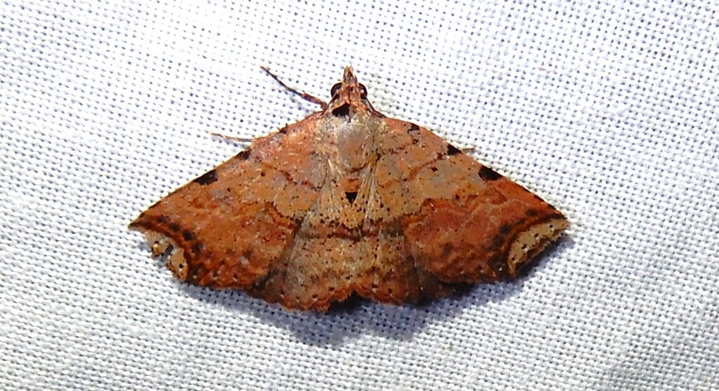 Maxera nova