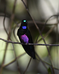 Coeligena helianthea