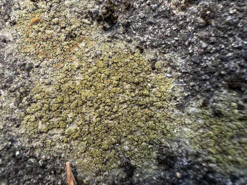 Gelbgrüner Schönfleck