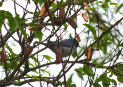 Conirostrum speciosum