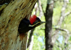 Dryocopus schulzii