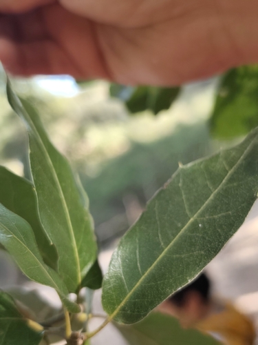 Quercus devia (Quercus devia)