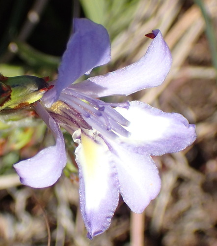 Langeberg Bobbejaantjie (Babiana fourcadei)