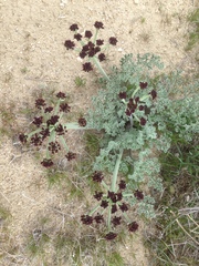 Lomatium mohavense