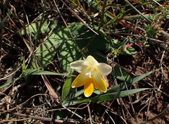 Freesia fergusoniae, photograph (c) Nicola van Berkel, some rights reserved (CC BY-SA)