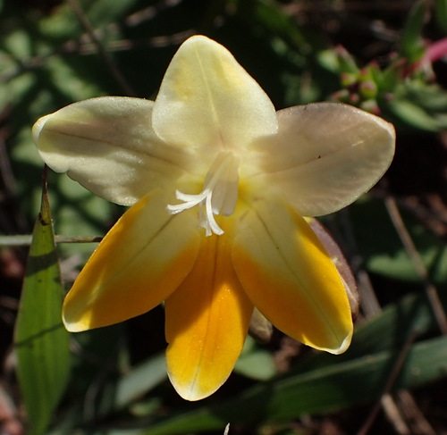Riversdale Kammetjie (Freesia fergusoniae)