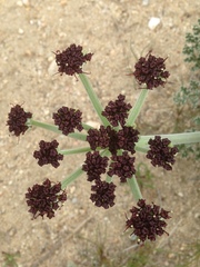 Lomatium mohavense