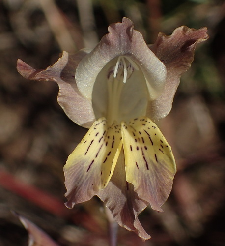 Blue Pypie (Gladiolus gracilis)