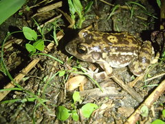 Leptodactylus troglodytes