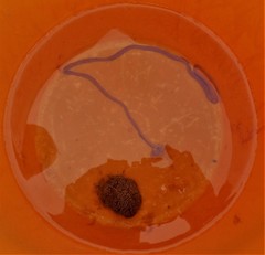 Baseodiscus delineatus