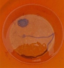 Baseodiscus delineatus
