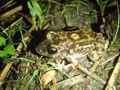 Leptodactylus troglodytes
