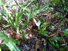 Myiothlypis leucoblephara