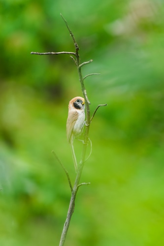 Spot-breasted Parrotbill (Paradoxornis guttaticollis), photo 7