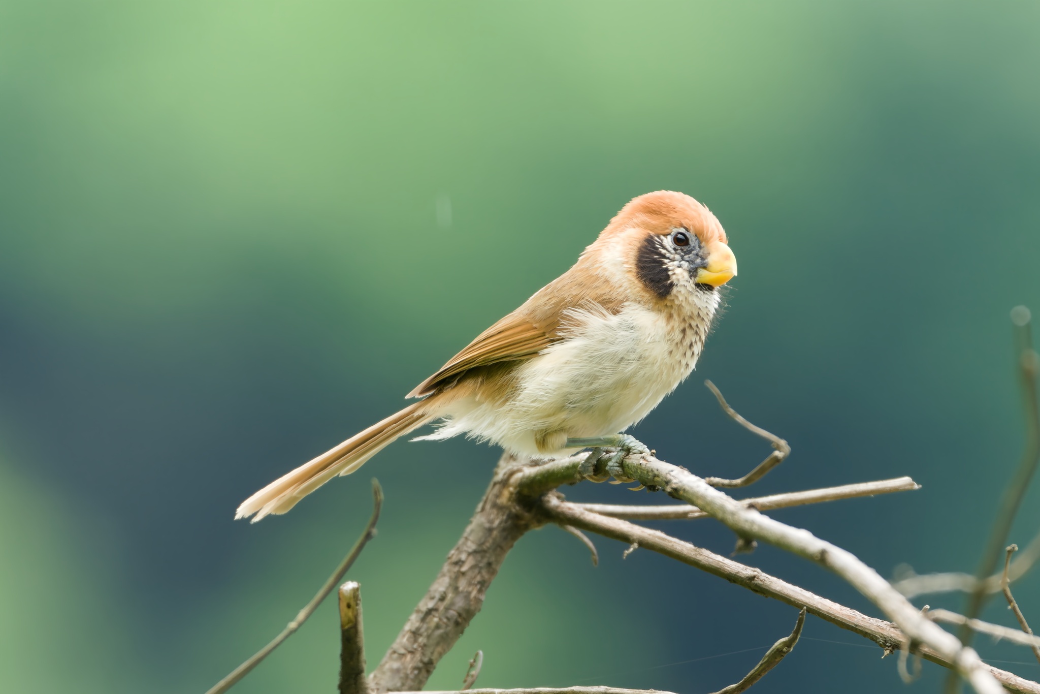 Spot-breasted Parrotbill