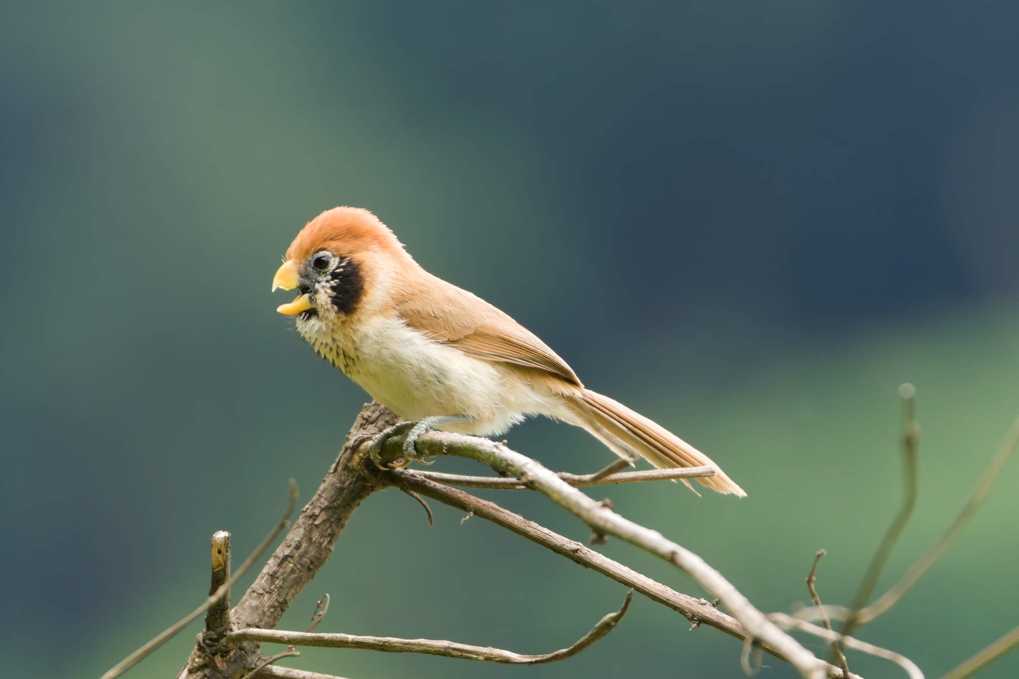 Spot-breasted Parrotbill