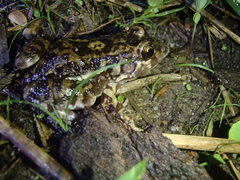 Leptodactylus troglodytes