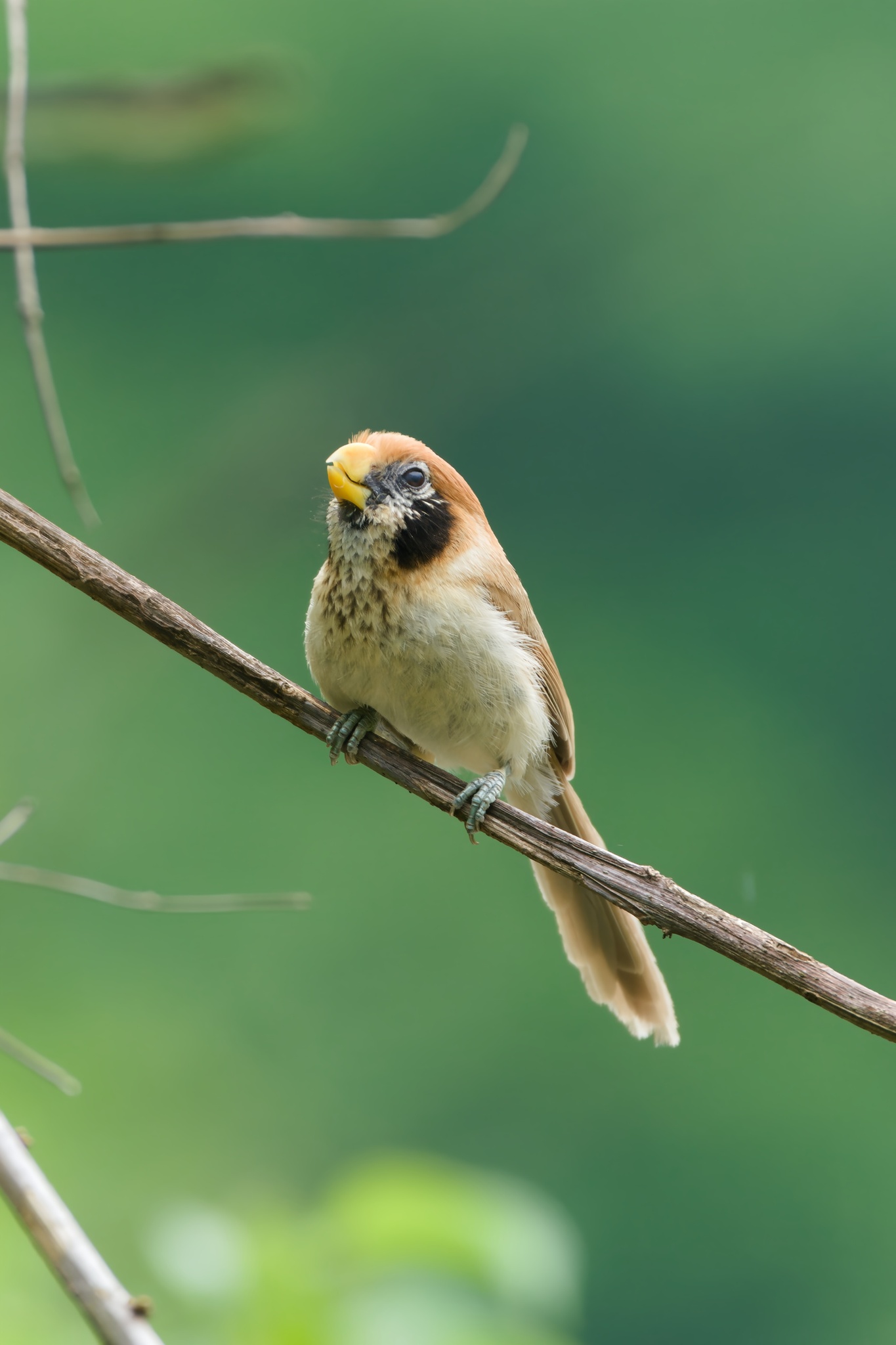 Spot-breasted Parrotbill