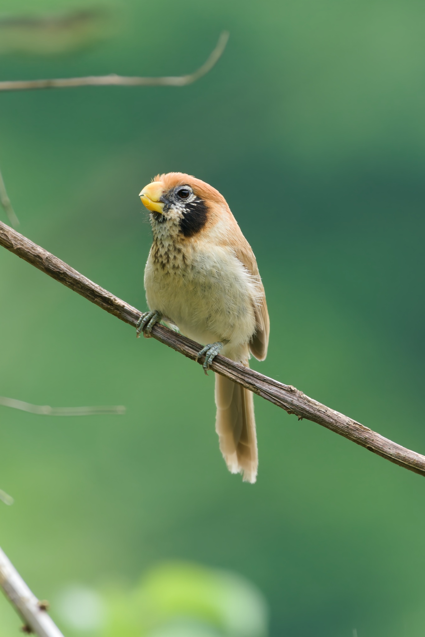 Spot-breasted Parrotbill
