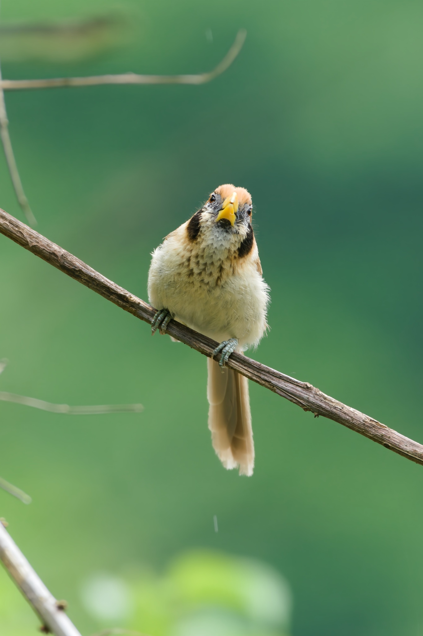 Spot-breasted Parrotbill