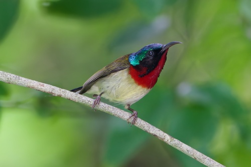 Fork-tailed Sunbird